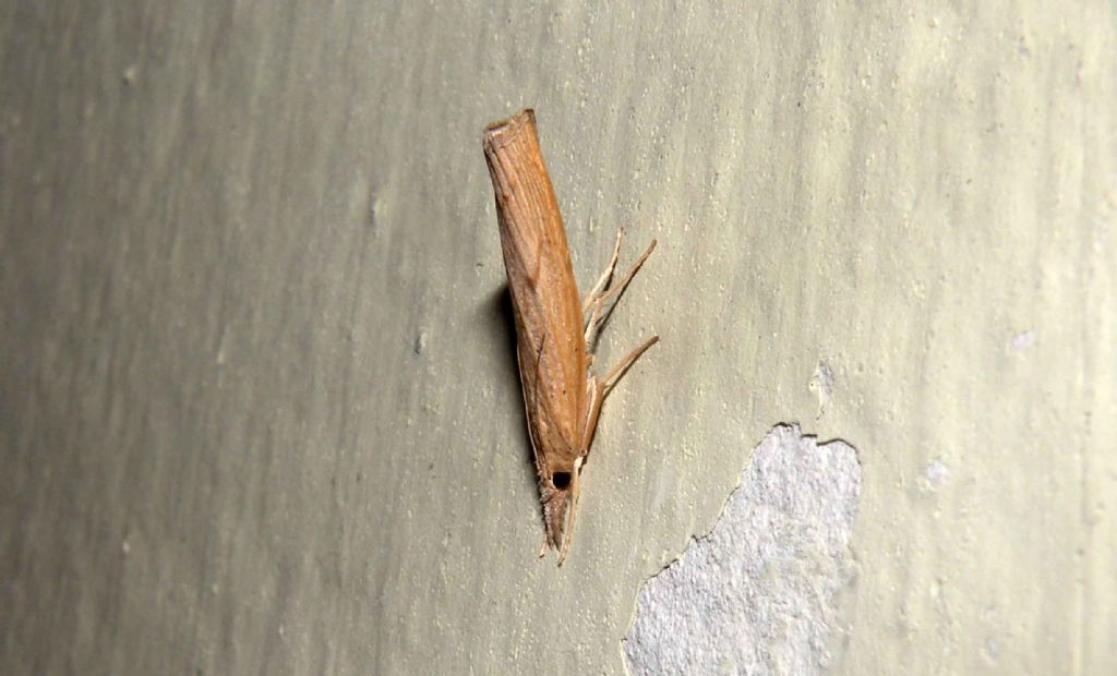 Agriphila geniculea?   No, Pediasia contaminella (Crambidae)